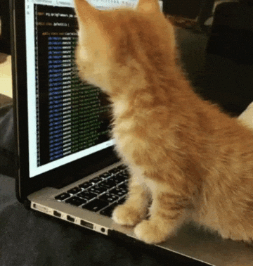 kitten furiously coding on a laptop
